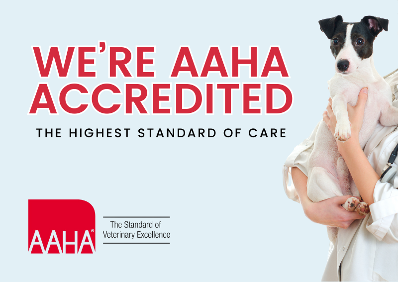 Carousel Slide 1: We're AAHA Accredited!